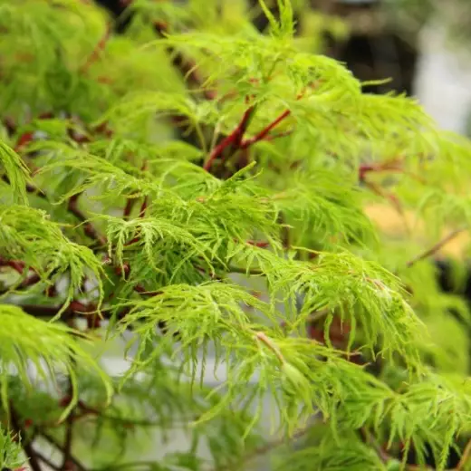 Клен пальмолистный Эмеральд Лейс (Acer palmatum ‘Emerald Lace’)