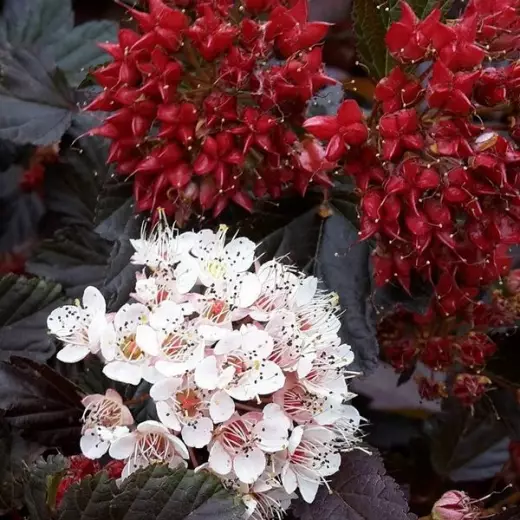 Пузыреплодник калинолистный Ред Барон (Physocarpus opulif. 