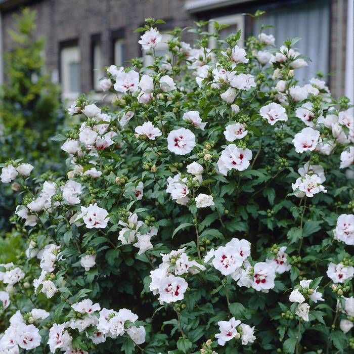 Гибискус сирийский Леди Стенли (Hibiscus syr. ‘Lady Stanley’)