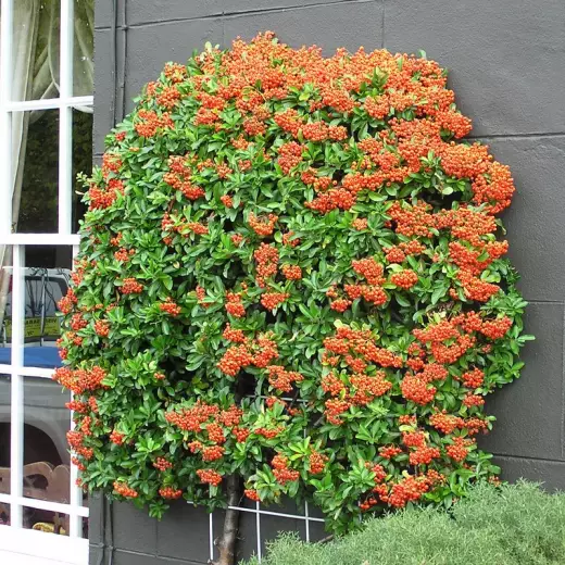 Пираканта Оранж Глоу (Pyracantha ‘Orange Glow’)