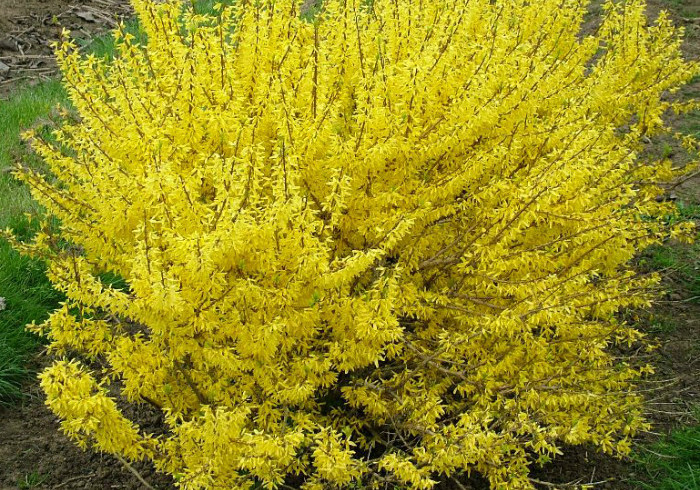 Форзиция средняя Малух (Forsythia int. 'Maluch')