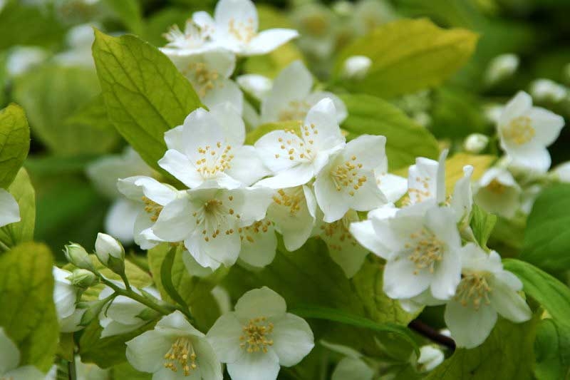 Чубушник венечный Ауреус (Philadelphus cor. ‘Aureus’)