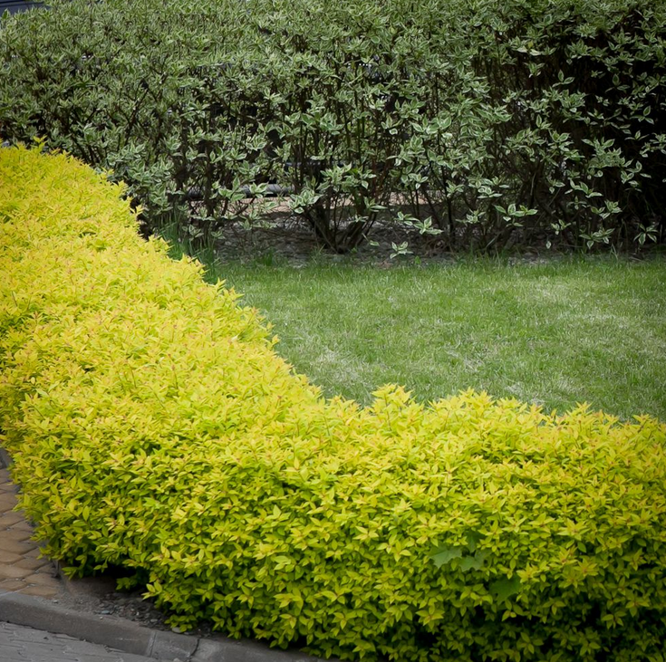 Спирея японская Голден Принцесс (Spiraea japonica 