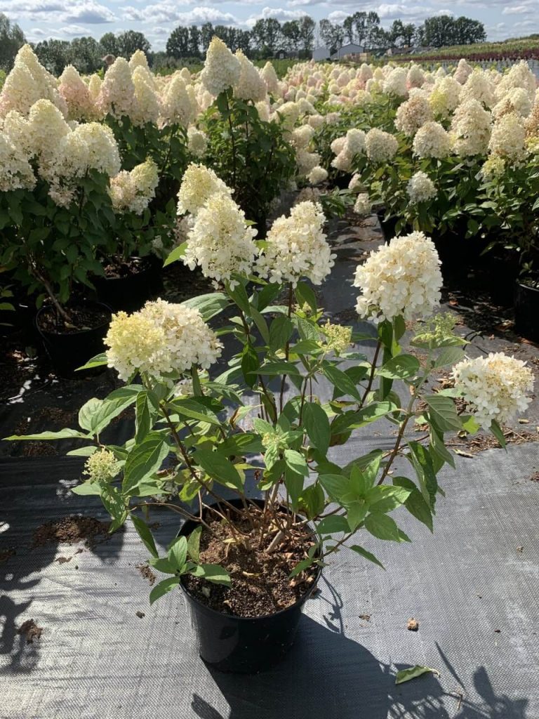 Гортензия мет. 'Мэджикал Свит Саммер' – Hydrangea pan. 'Magical Sweet Summer'®
