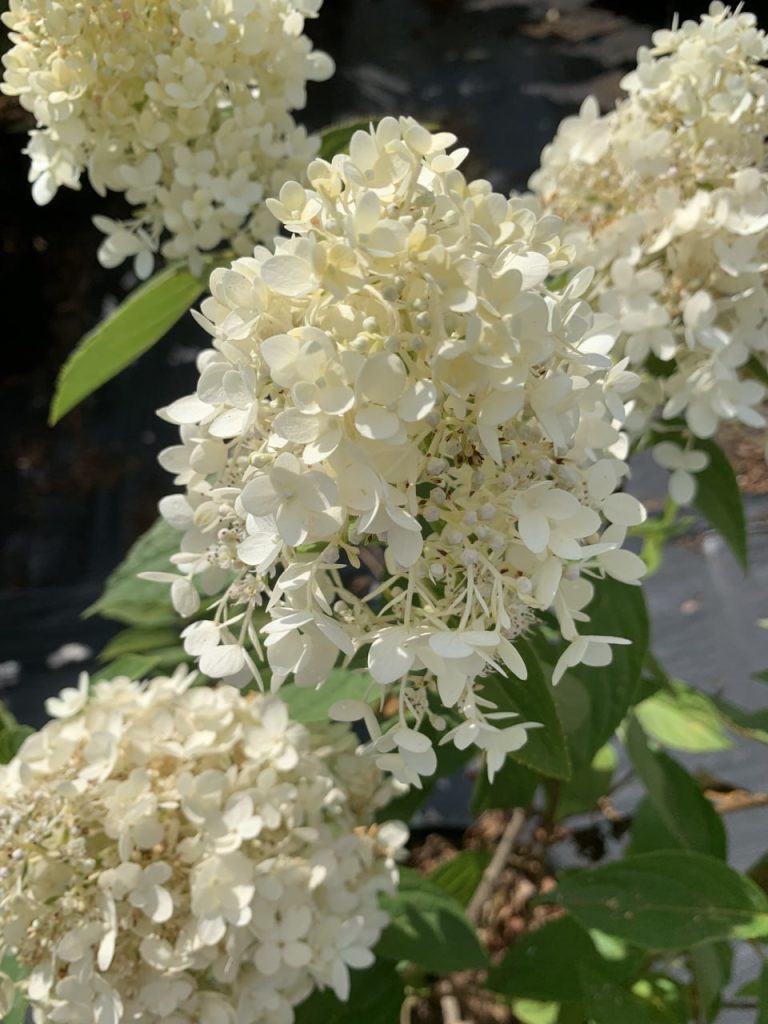 Гортензия мет. 'Мэджикал Свит Саммер' – Hydrangea pan. 'Magical Sweet Summer'®