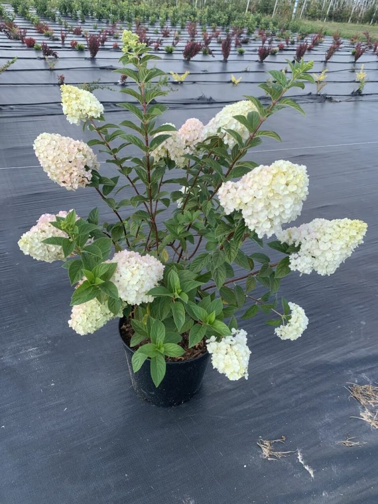 Гортензия метельчатая 'Даймонд Руж' – Hydrangea pan. 'Diamand Rouge' PBR