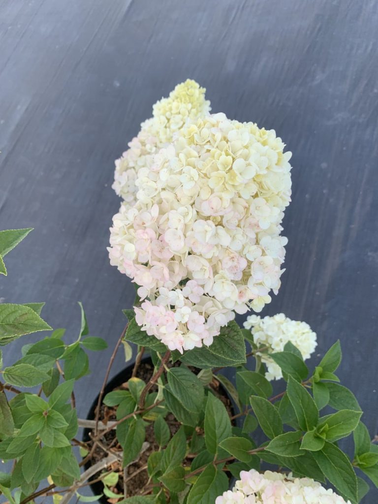 Гортензия метельчатая 'Даймонд Руж' – Hydrangea pan. 'Diamand Rouge' PBR