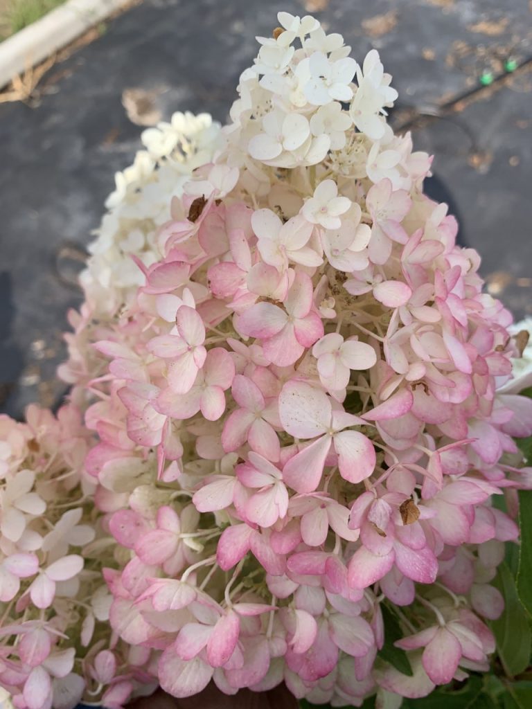 Гортензия метельчатая 'Геркулес' – Hydrangea pan. 'Hercules'®