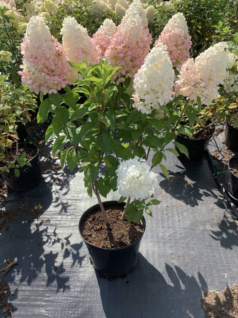 Гортензия метельчатая 'Геркулес' – Hydrangea pan. 'Hercules'®