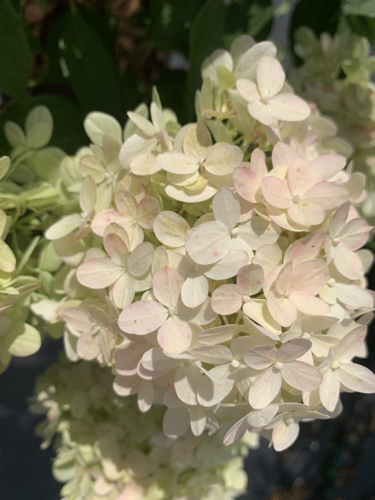 Гортензия метельчатая 'Граффити' – Hydrangea pan. 'Graffiti'®