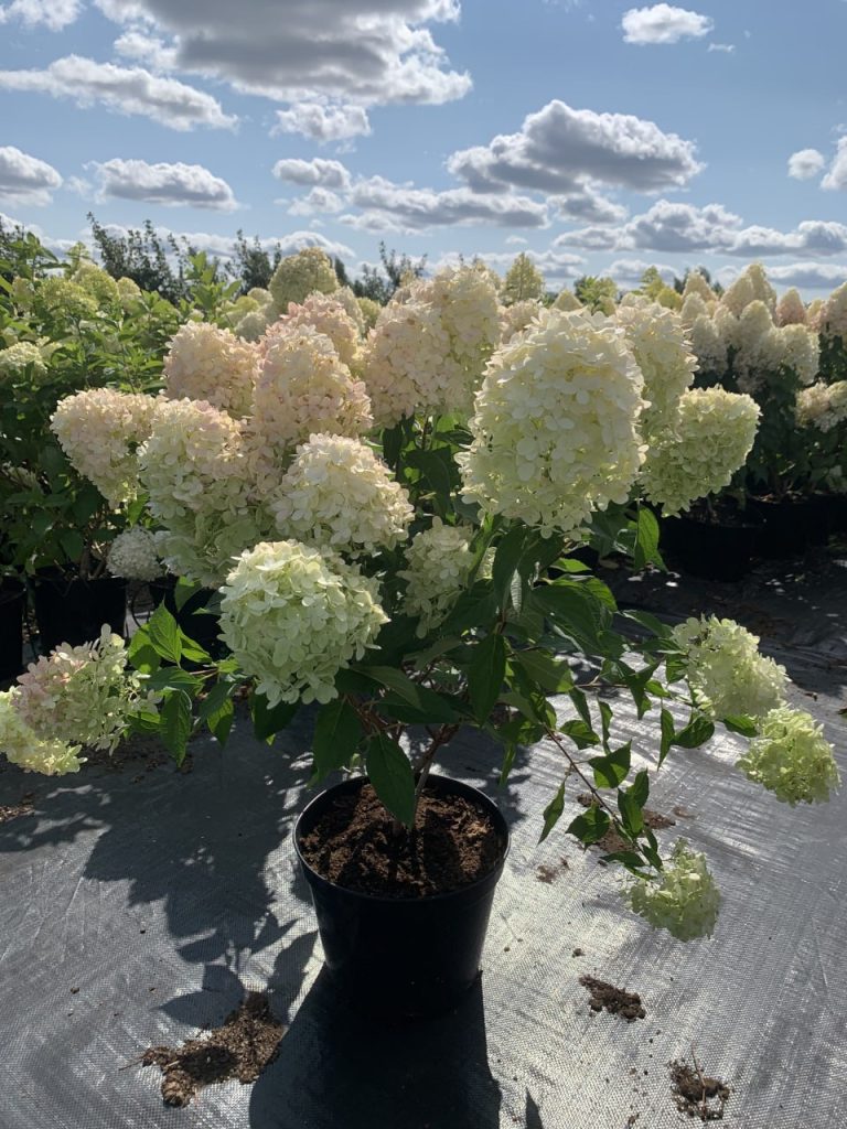 Гортензия метельчатая 'Граффити' – Hydrangea pan. 'Graffiti'®