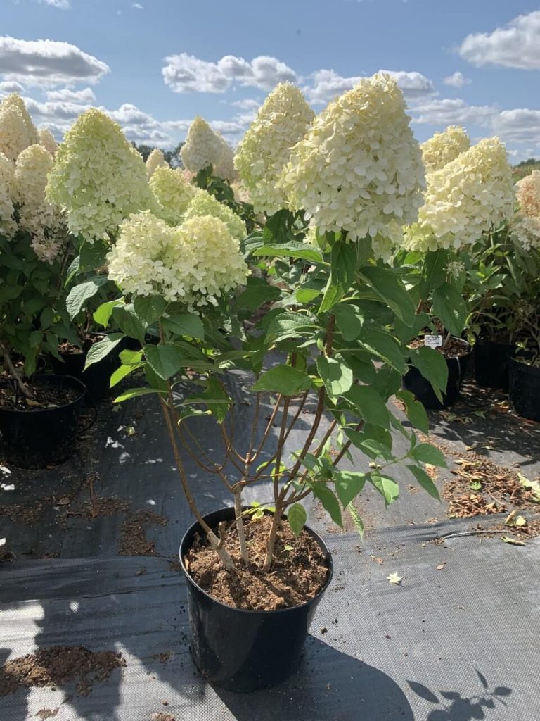Гортензия метельчатая 'Лаймлайт' – Hydrangea pan. 'Limelight'®