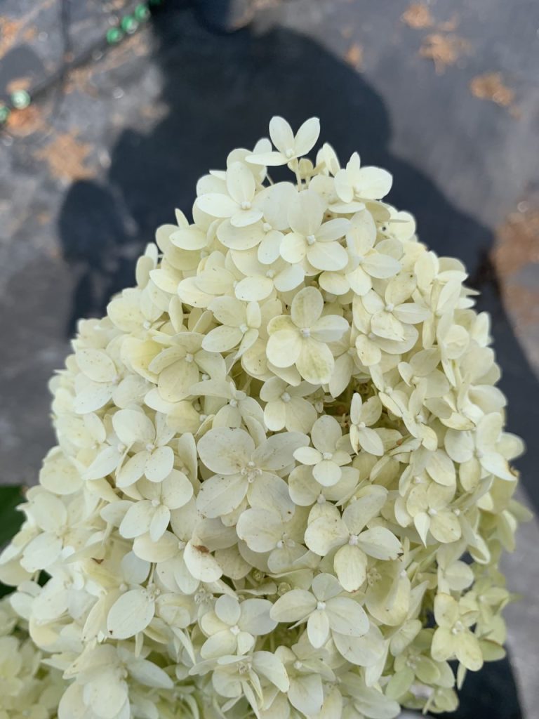 Гортензия метельчатая 'Лаймлайт' – Hydrangea pan. 'Limelight'®