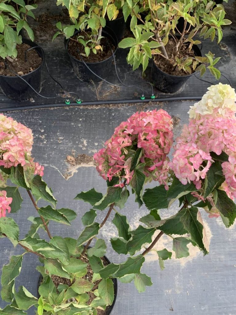 Гортензия метельчатая 'Сандей Фрайз' – Hydrangea pan. 'Sundae Fraise' PBR