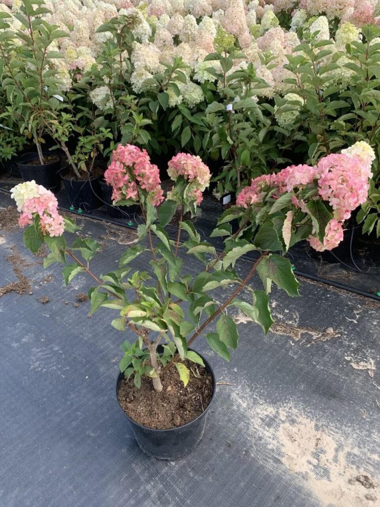 Гортензия метельчатая 'Сандей Фрайз' – Hydrangea pan. 'Sundae Fraise' PBR
