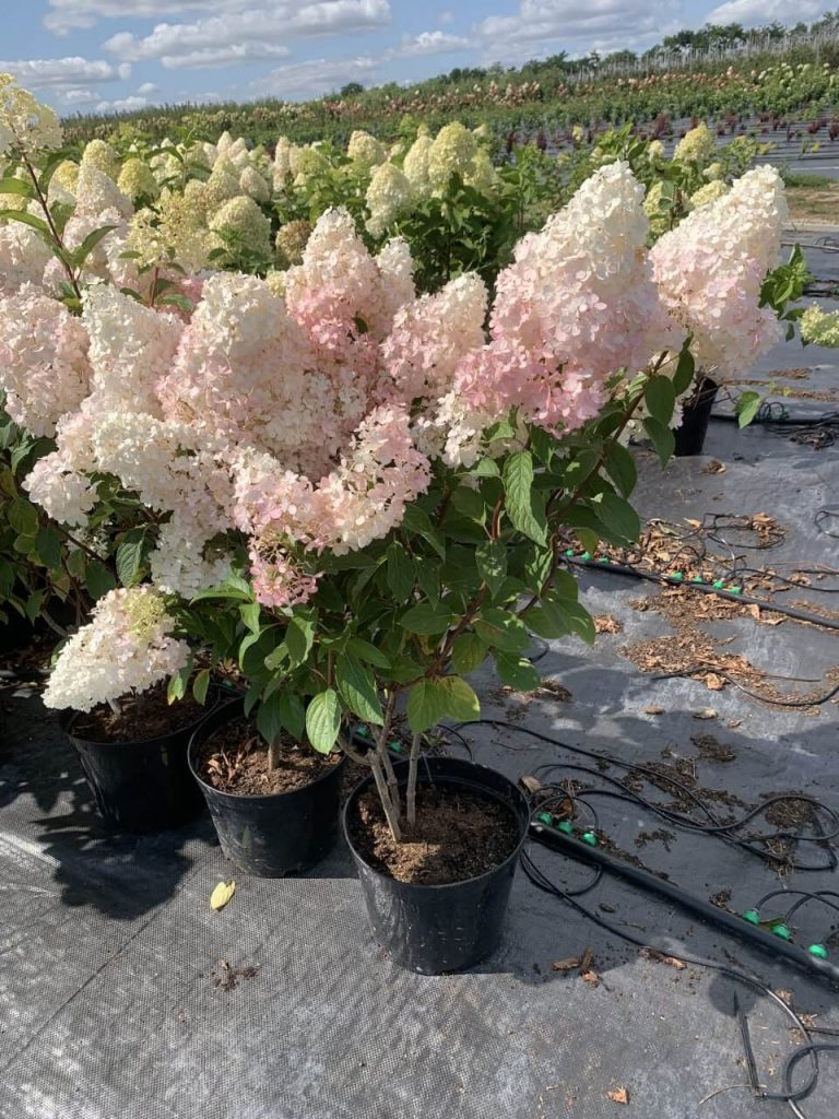 Гортензия метельчатая 'Ванила Фрайс' – Hydrangea pan. 'Vanille-Fraise' PBR