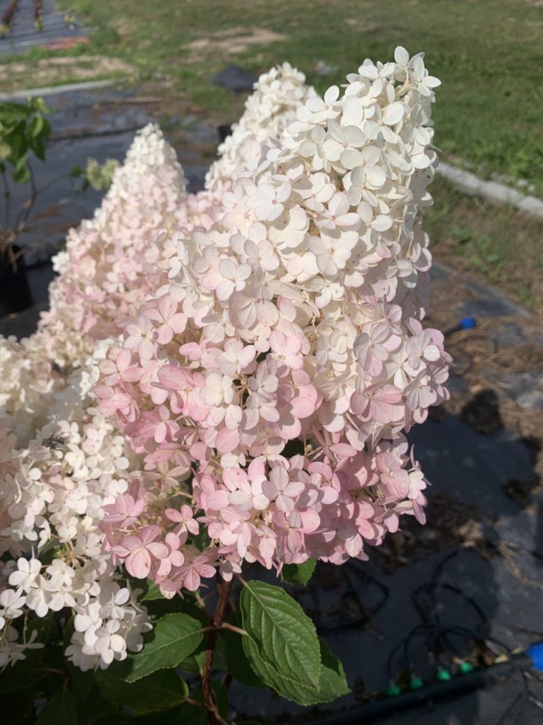 Гортензия метельчатая 'Ванила Фрайс' – Hydrangea pan. 'Vanille-Fraise' PBR