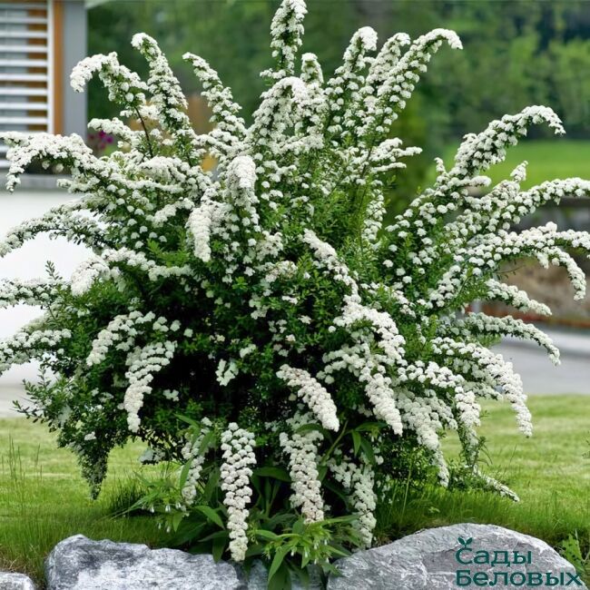 Спирея серая Грефшейм (Spiraea cinerea ‘Grefsheim’)