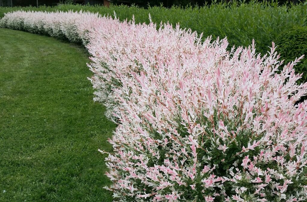 Ива цельнолистная японская Хакуро-Нишики (Salix Integra Hakuro-Nishiki)