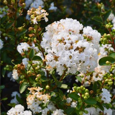 Лагерстремия индийская Вирджин (Lagerstroemia indica ‘Virgin’®)