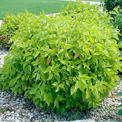 Дерен белый (Cornus alba)