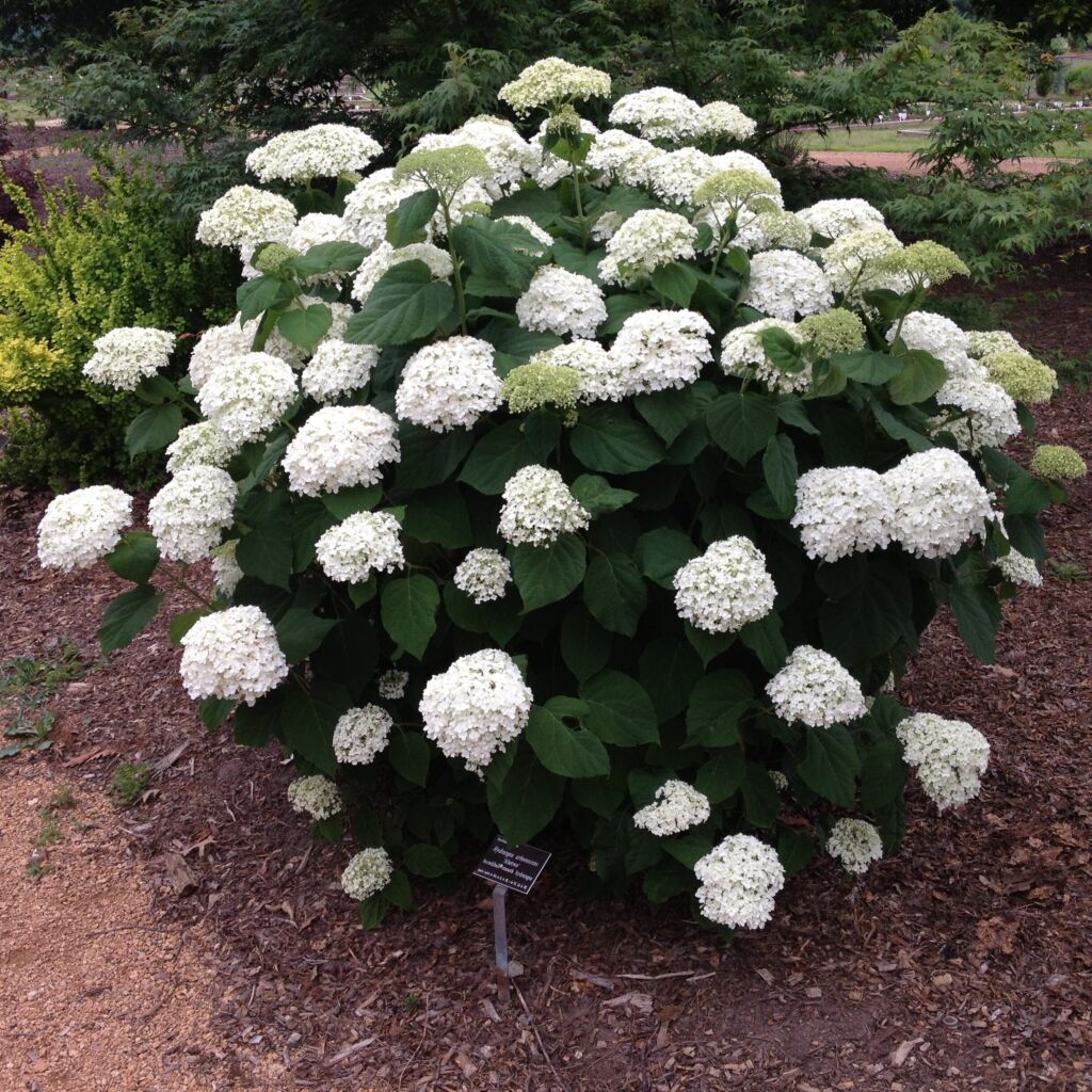 Гортензия древовидная Анабель (Hydrangea arb. ‘Annabelle’)