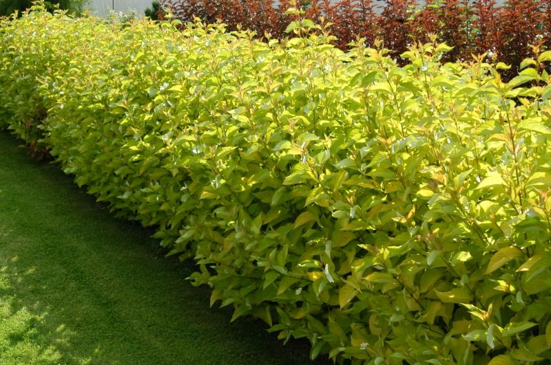 Дерен белый (Cornus alba)