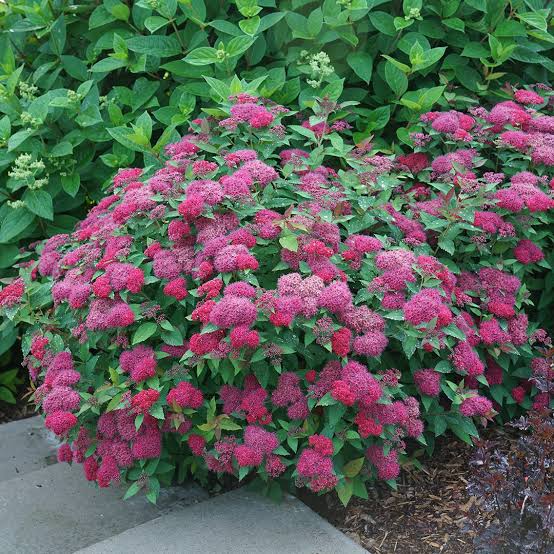 Спирея японская (Spiraea japonica)