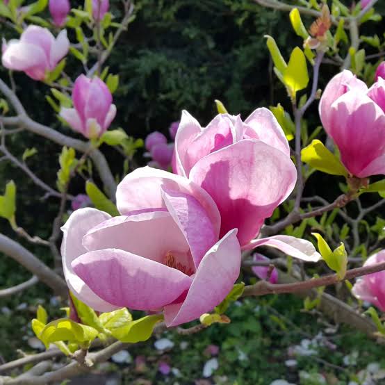 Магнолия Суланжа (Magnolia soulangeana)