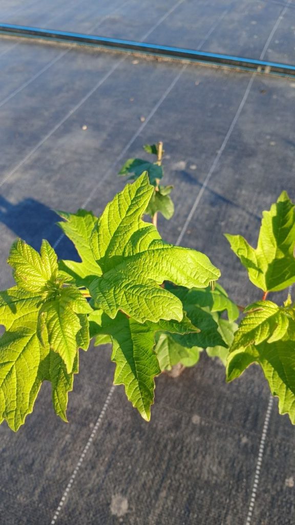 Калина обыкновенная 'Розеум' – Viburnum opulus 'Roseum'