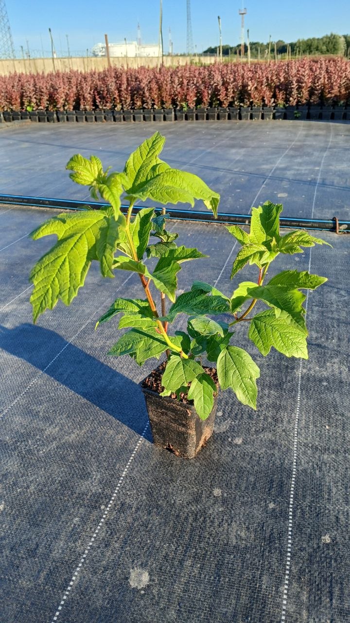Калина обыкновенная 'Розеум' – Viburnum opulus 'Roseum'