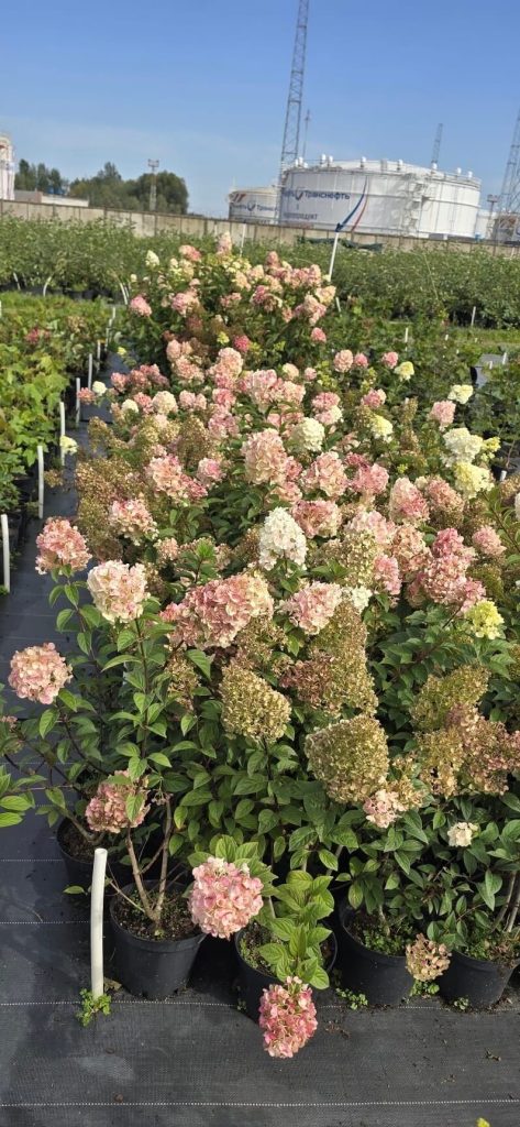Гортензия метельчатая 'Ванила Фрайс' – Hydrangea pan. 'Vanille-Fraise' PBR