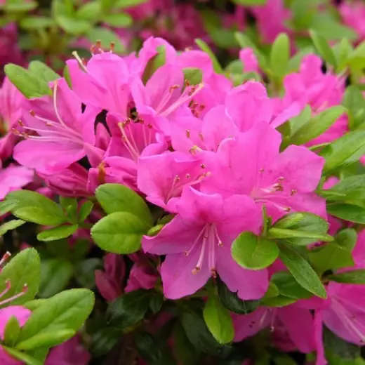 Рододендрон (азалия) японский Гейша Пинк (Rhododendron (AJ) ‘Geisha Pink’)