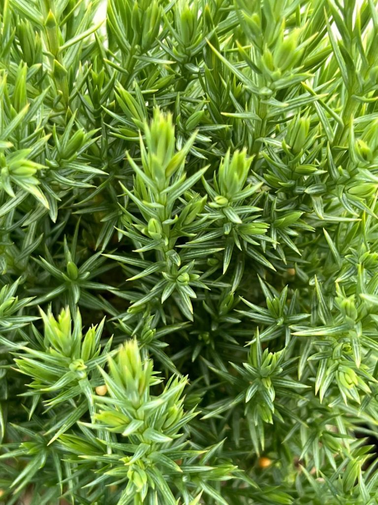 Можжевельник китайский 'Стрикта' – Juniperus chinensis 'Stricta'