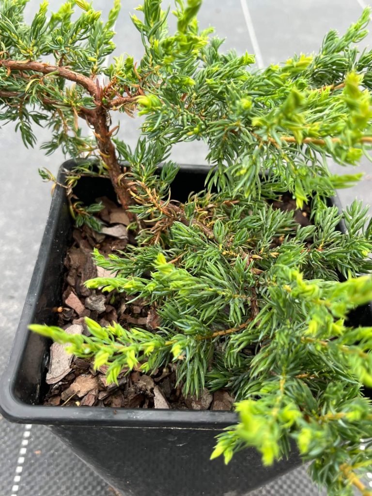 Можжевельник обыкновенный 'Репанда' – Juniperus communis 'Repanda'