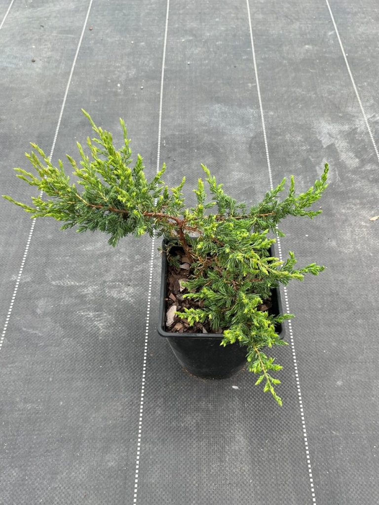 Можжевельник обыкновенный 'Репанда' – Juniperus communis 'Repanda'