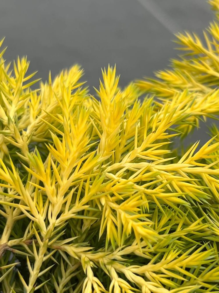 Можжевельник Пфитцера 'Кинг оф Спринг' – Juniperus pfitzeriana 'King of Spring'