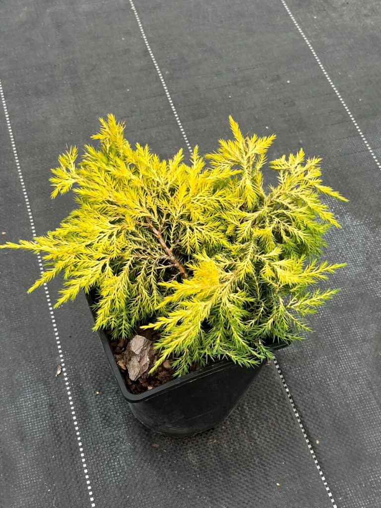 Можжевельник Пфитцера 'Кинг оф Спринг' – Juniperus pfitzeriana 'King of Spring'