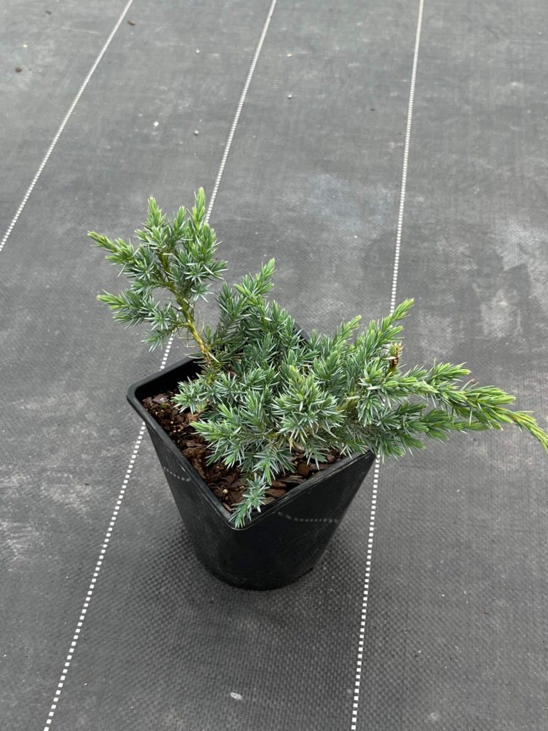 Можжевельник чешуйчатый 'Блю Спайдер' – Juniperus squamata 'Blue Spider'