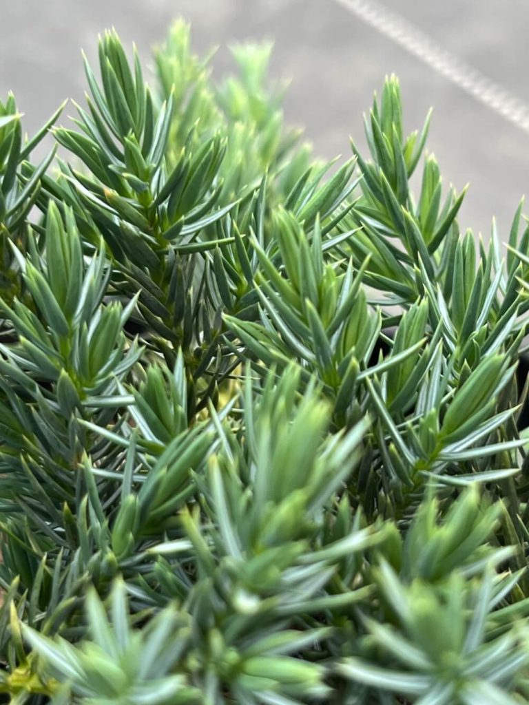 Можжевельник чешуйчатый 'Блю Спайдер' – Juniperus squamata 'Blue Spider'