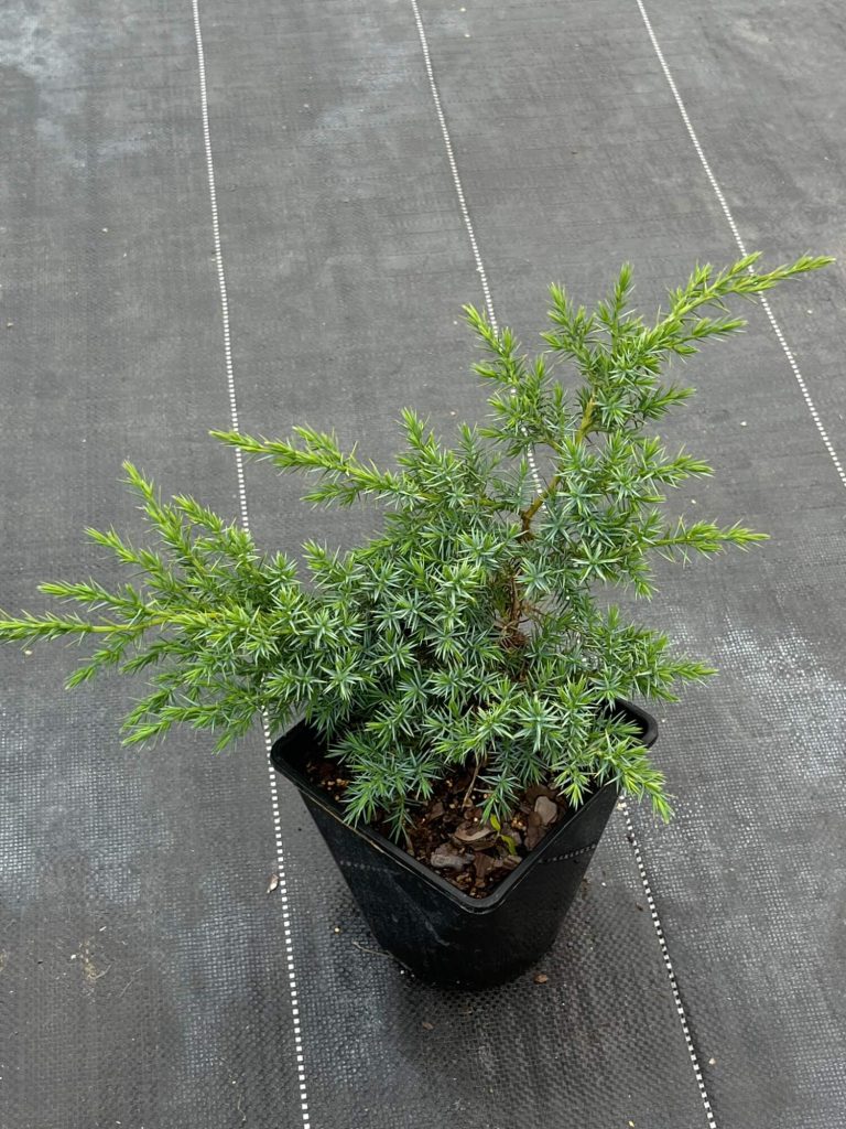 Можжевельник чешуйчатый 'Блю Свид' – Juniperus squamata 'Blue Swede'