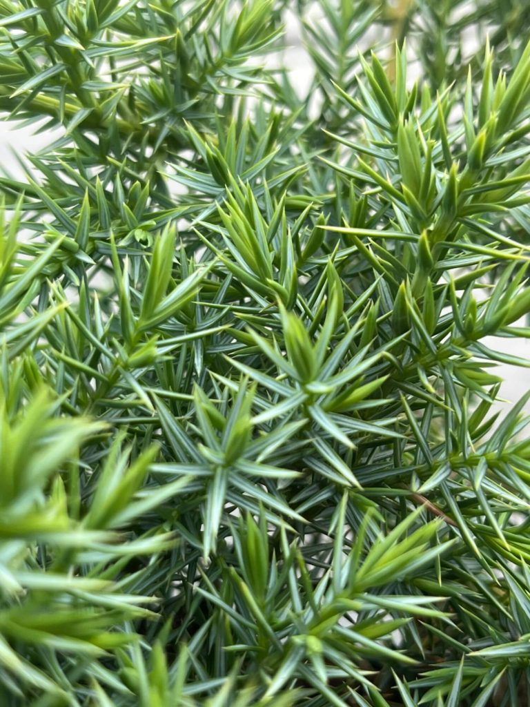 Можжевельник чешуйчатый 'Блю Свид' – Juniperus squamata 'Blue Swede'