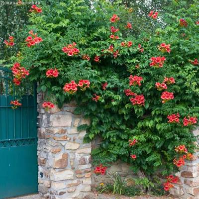 Кампсис гибридный Мадам Гален (Campsis tagliabuana ‘Mme Galen’)