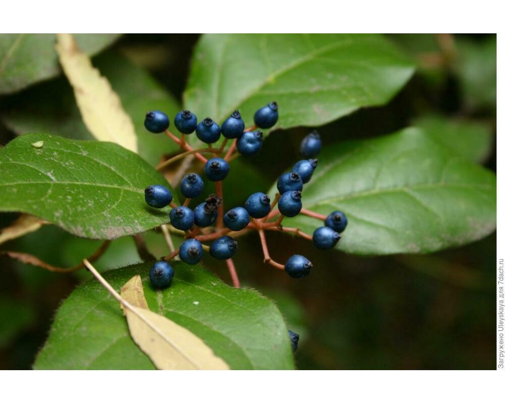 Калина вечнозеленая Гвенллиан (Viburnum tinus ‘Gwenllian’)
