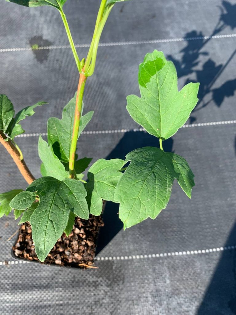 Калина обыкновенная 'Розеум' – Viburnum opulus 'Roseum'