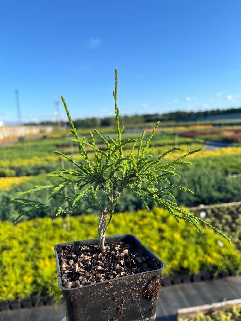 Кипарисовик горохоплодный 'Филифера Нана' – Chamaecyparis p. 'Filifera Nana'
