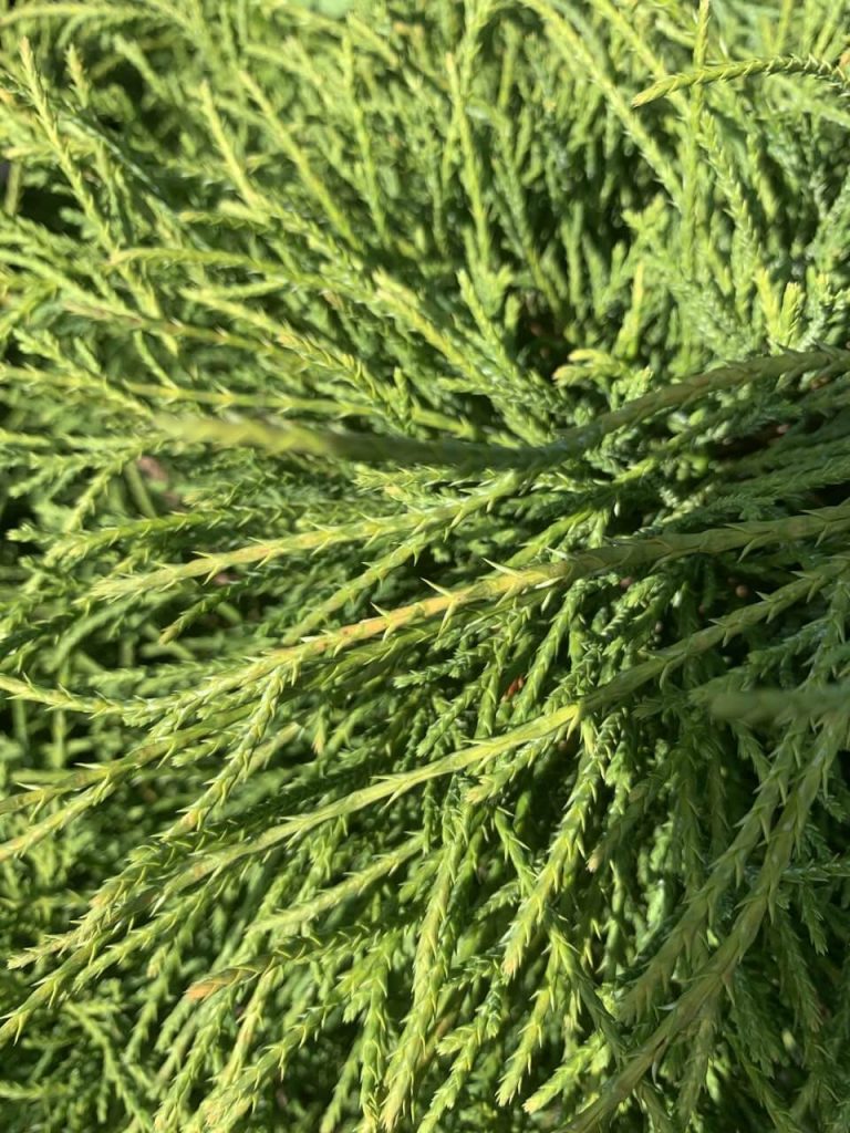 Кипарисовик горохоплодный 'Филифера Нана' – Chamaecyparis p. 'Filifera Nana'