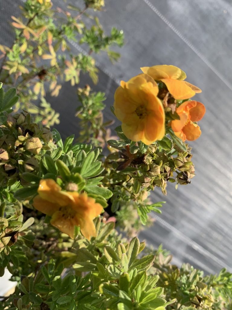 Лапчатка кустарниковая 'Мармелад' – Potentilla fruticosa 'Marmalade'®