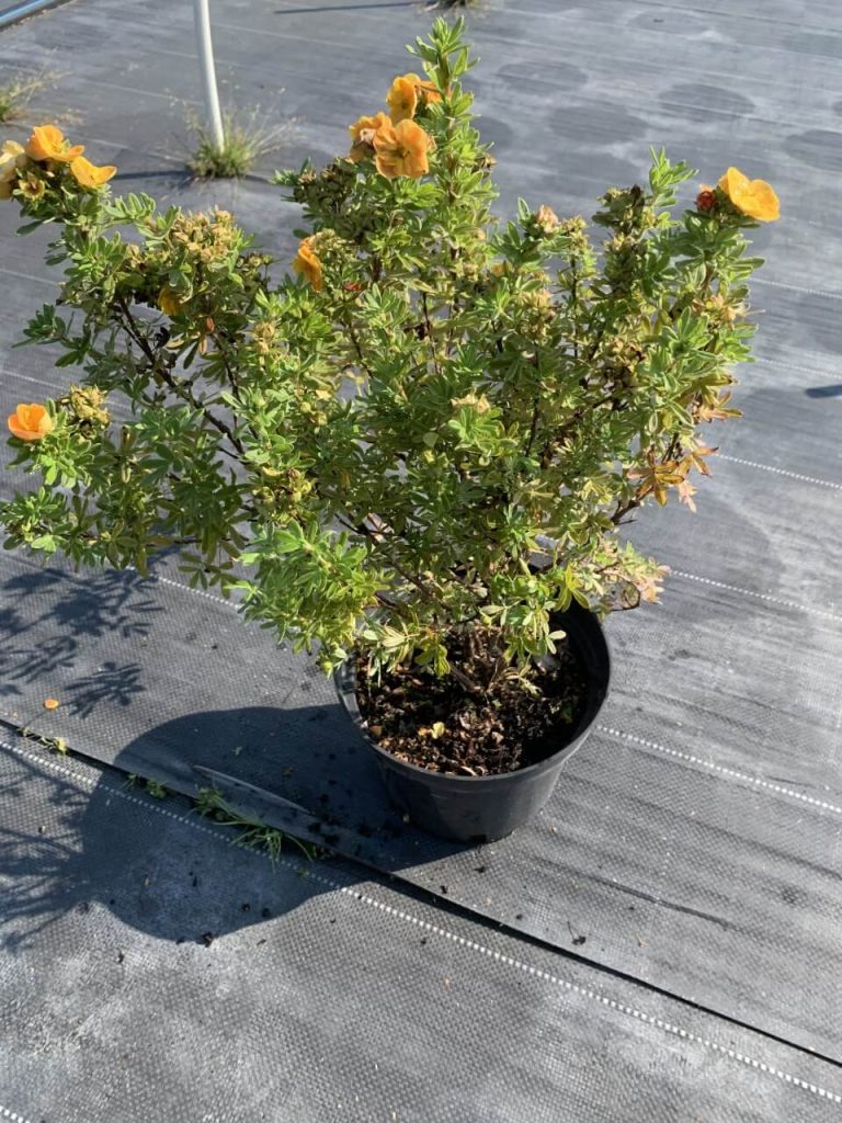 Лапчатка кустарниковая 'Мармелад' – Potentilla fruticosa 'Marmalade'®