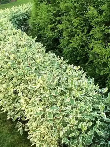 Дерен белый Элегантиссима (Cornus alba ‘Elegantissima’)